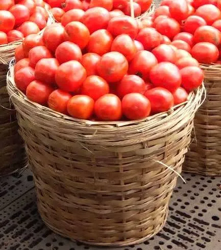 tomatoes.webp
